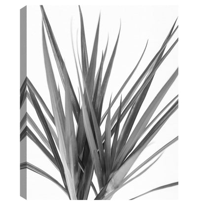 Dracaena negro - Assaf Frank