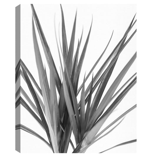 Dracaena negro - Assaf Frank