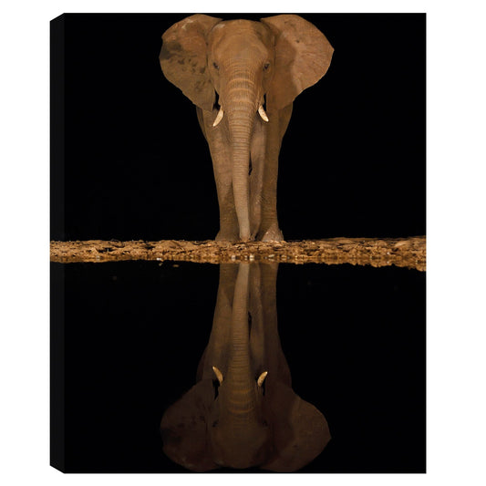 Elefante junto al lago - Staffan Widstrand