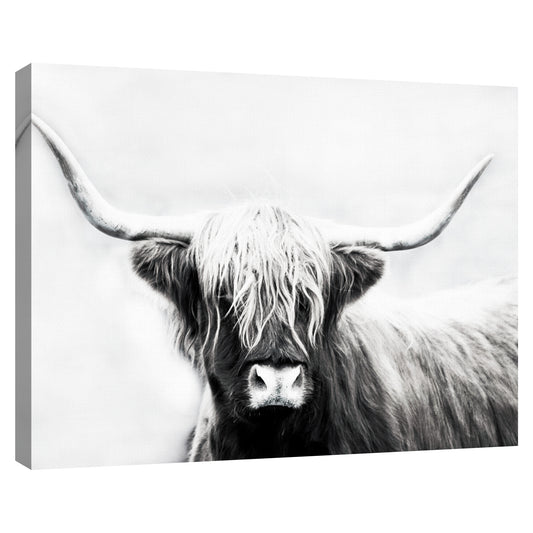 Longhorn de las Tierras Altas - Danita Delimont
