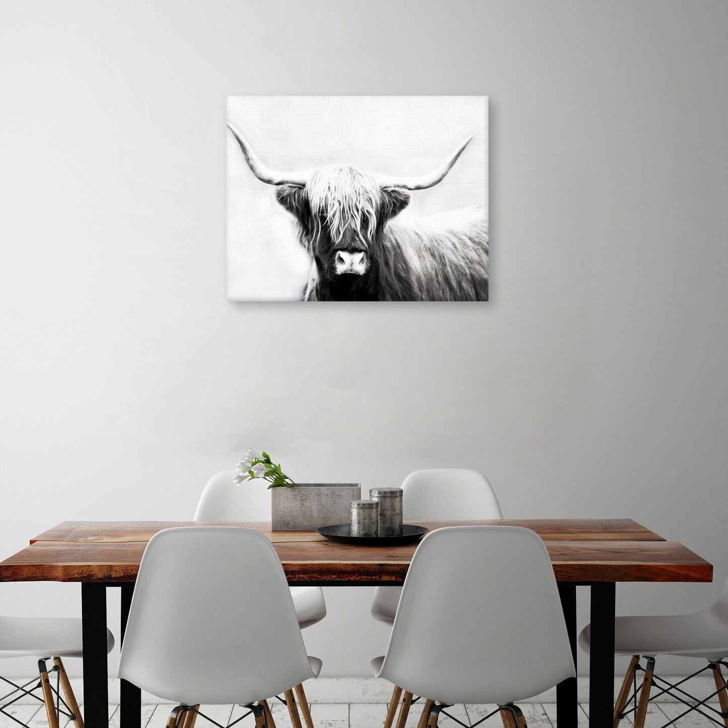Longhorn de las Tierras Altas - Danita Delimont