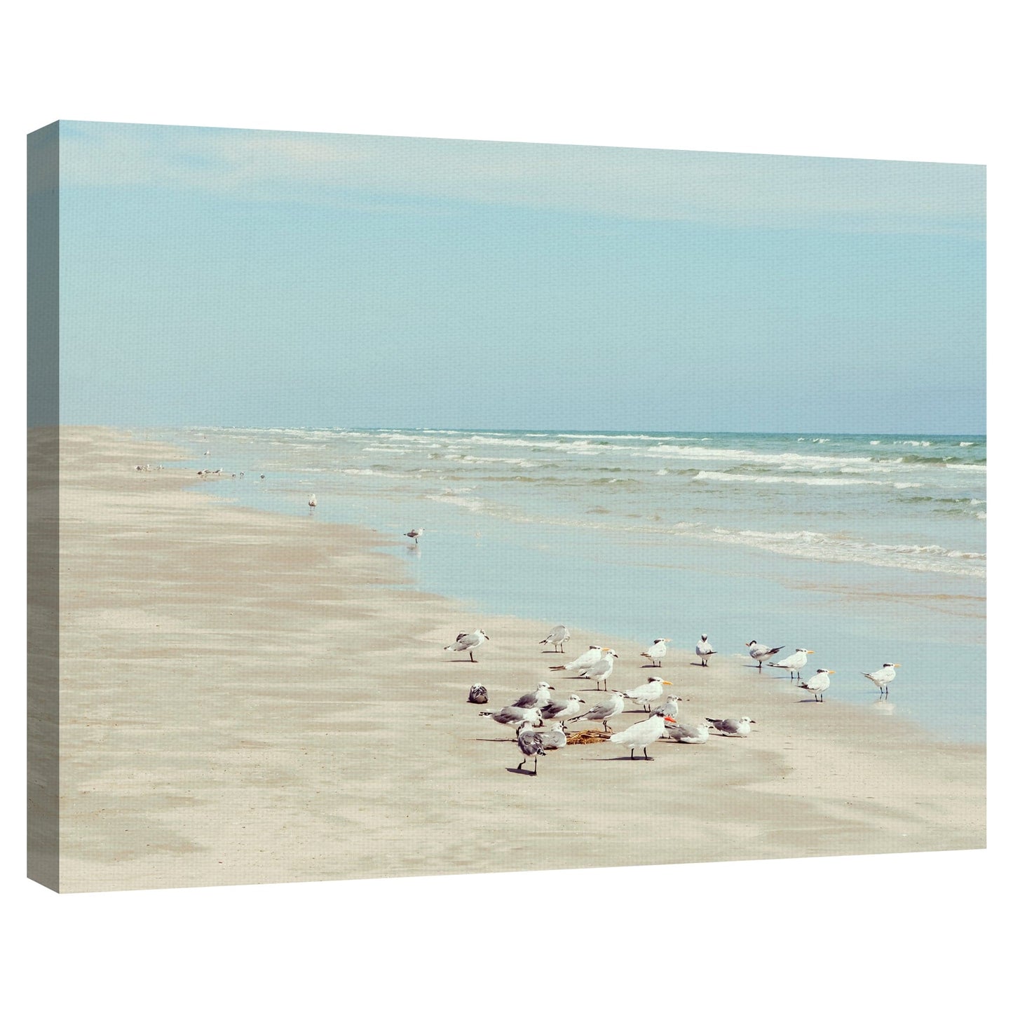 Aves costeras de la isla del padre - Danita Delimont