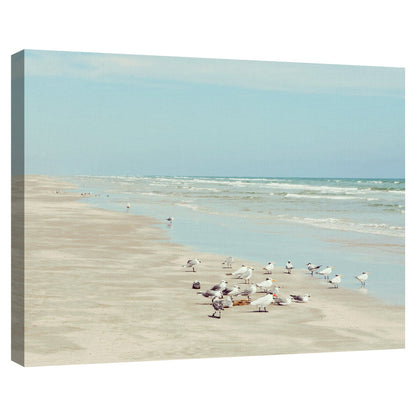 Aves costeras de la isla del padre - Danita Delimont