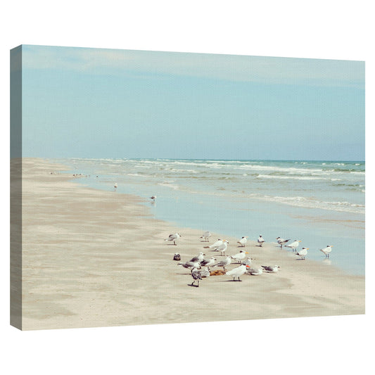 Aves costeras de la isla del padre - Danita Delimont