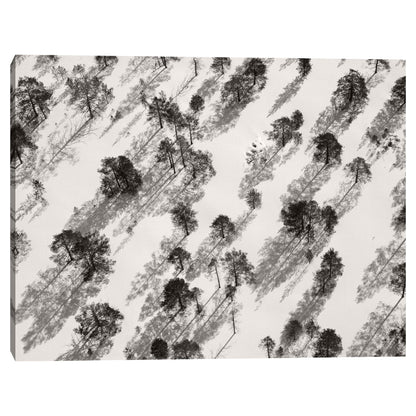 Arboles de invierno - Belle Maison