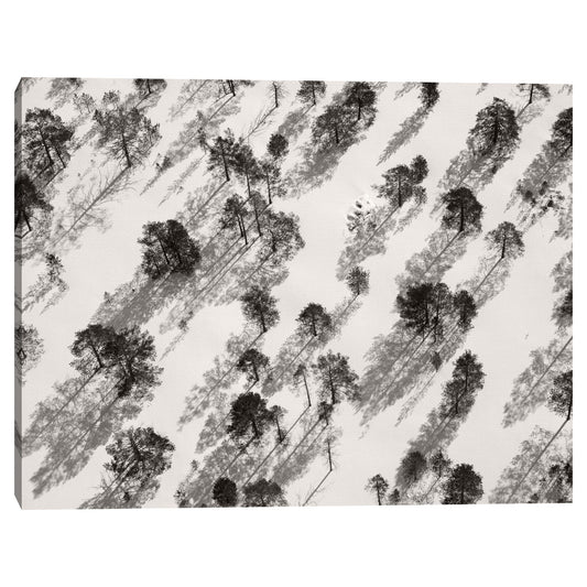 Arboles de invierno - Belle Maison