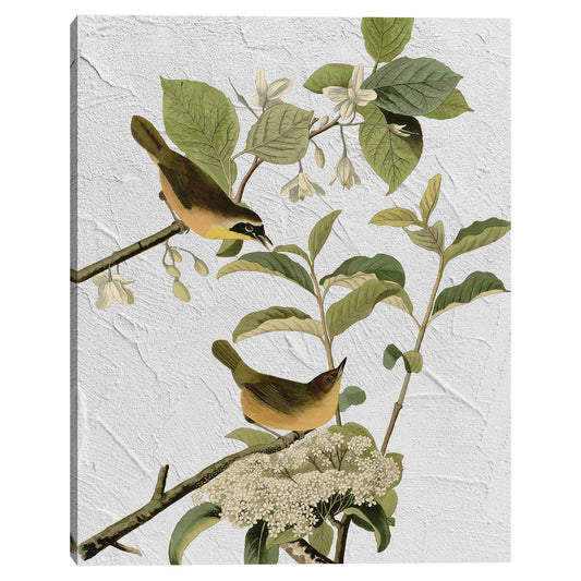 Audubon Textura de curruca - Design Lab