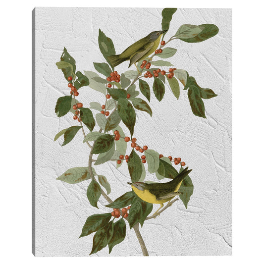 Audubon Nashville Curruca - Design Lab