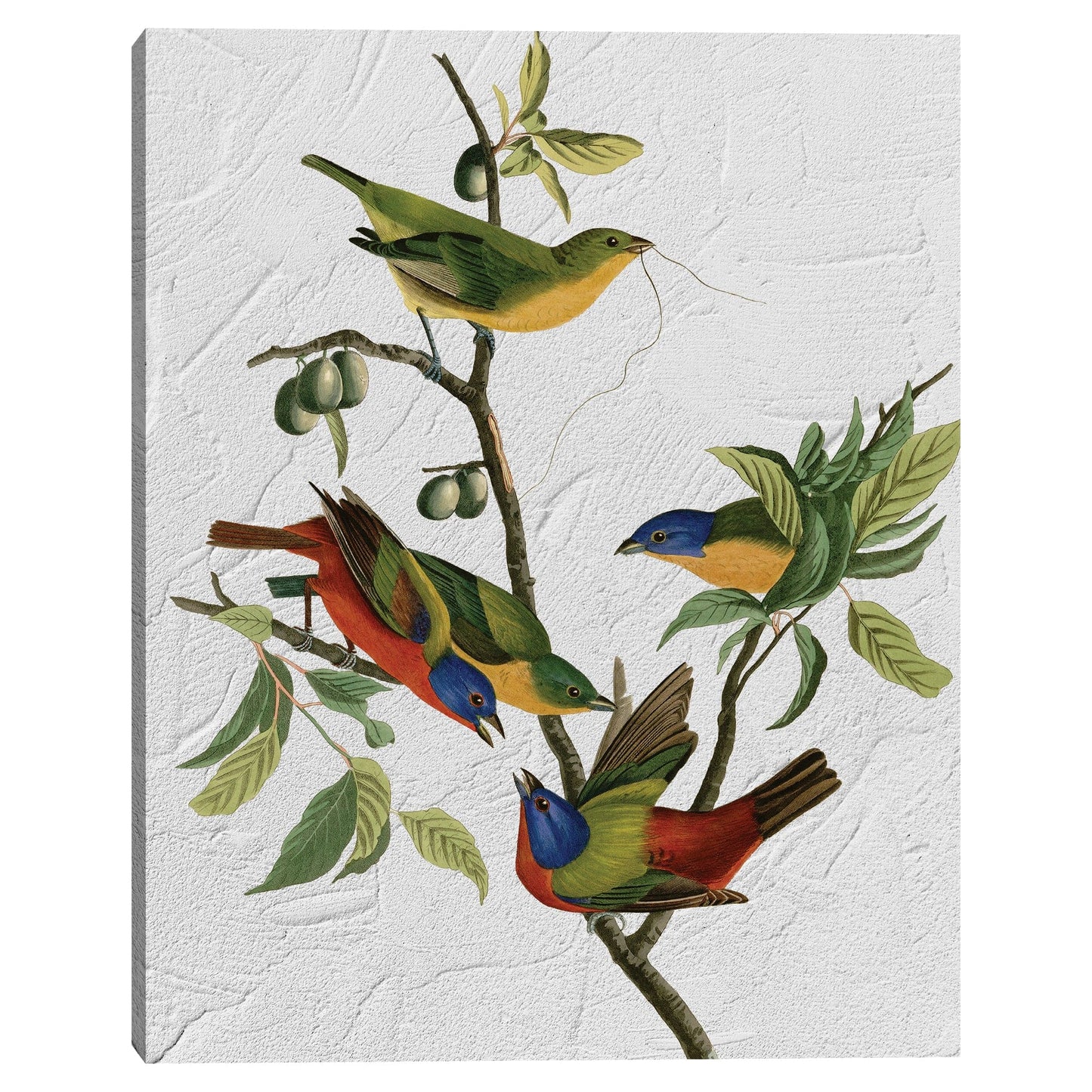 Audubon pintado Textura - Design Lab