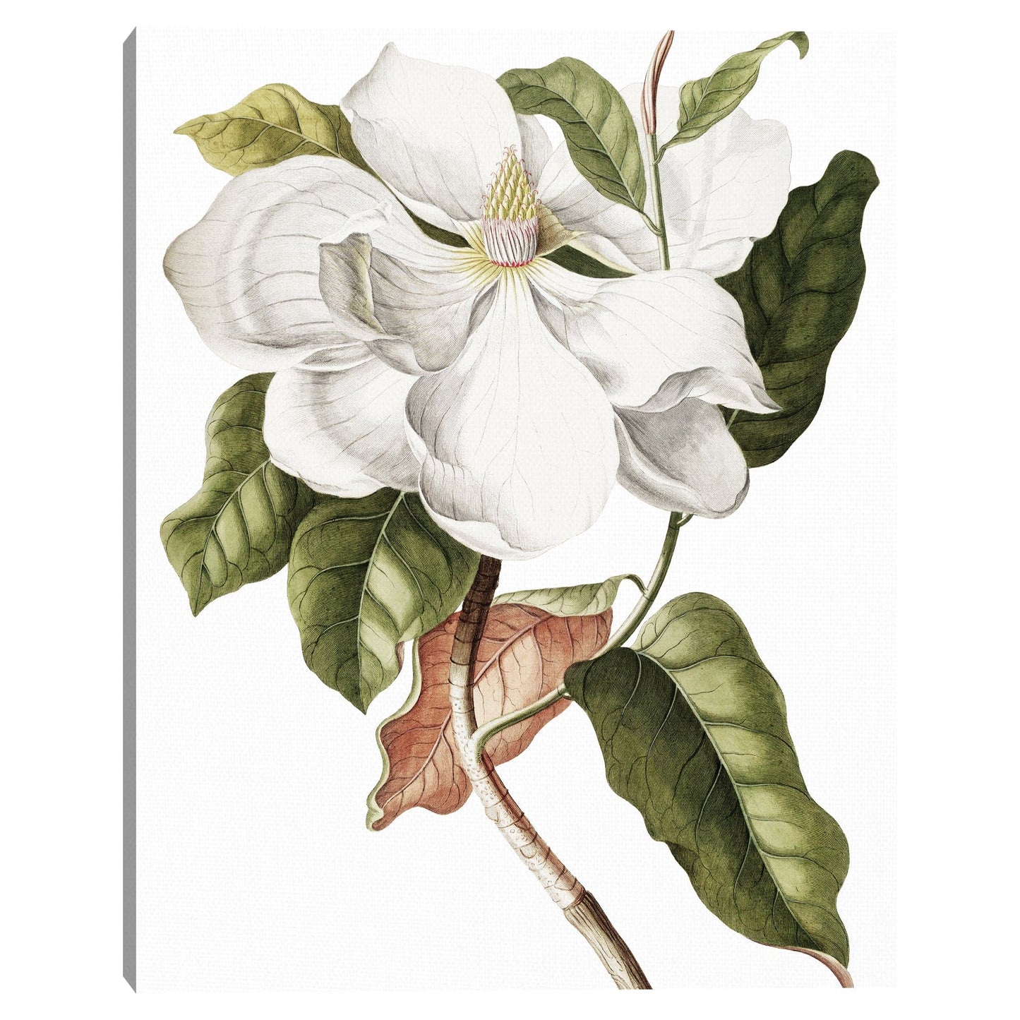 Cultivo de magnolia - Design Lab