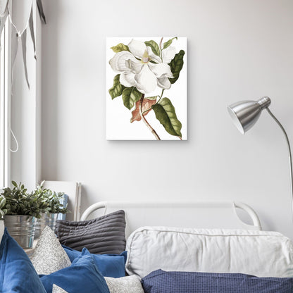 Cultivo de magnolia - Design Lab
