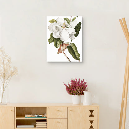 Cultivo de magnolia - Design Lab