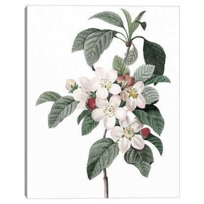 Cultivo de flores de manzana - Design Lab