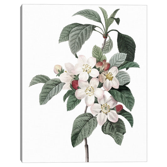 Cultivo de flores de manzana - Design Lab