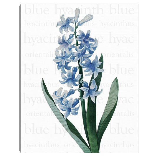 Texto del jacinto azul - Design Lab