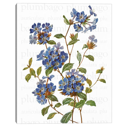 Texto de Plumbago chino - Design Lab
