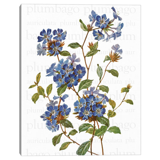 Texto de Plumbago chino - Design Lab