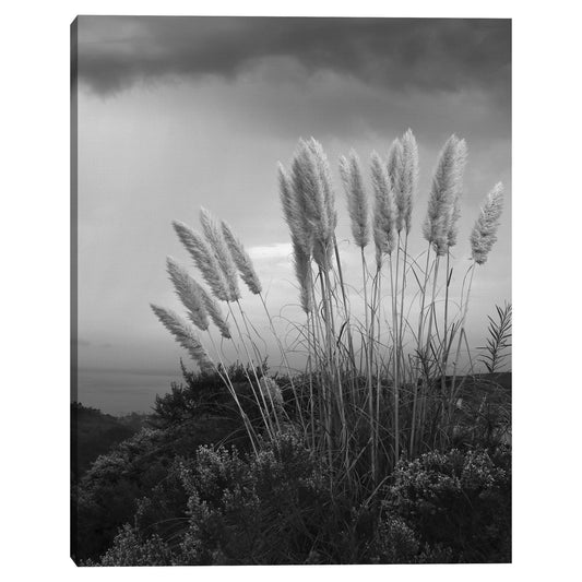 Antes de la lluvia - Mark Timothy