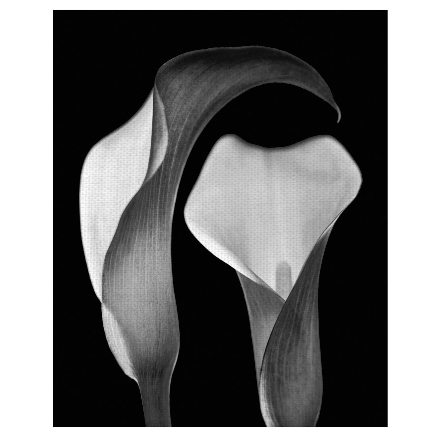 Floral sin título I - Michael Faragher