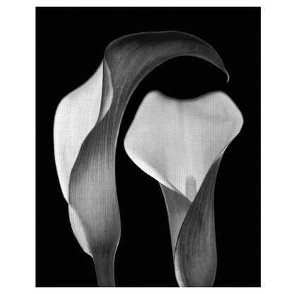Floral sin título I - Michael Faragher