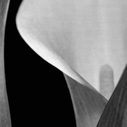 Floral sin título I - Michael Faragher