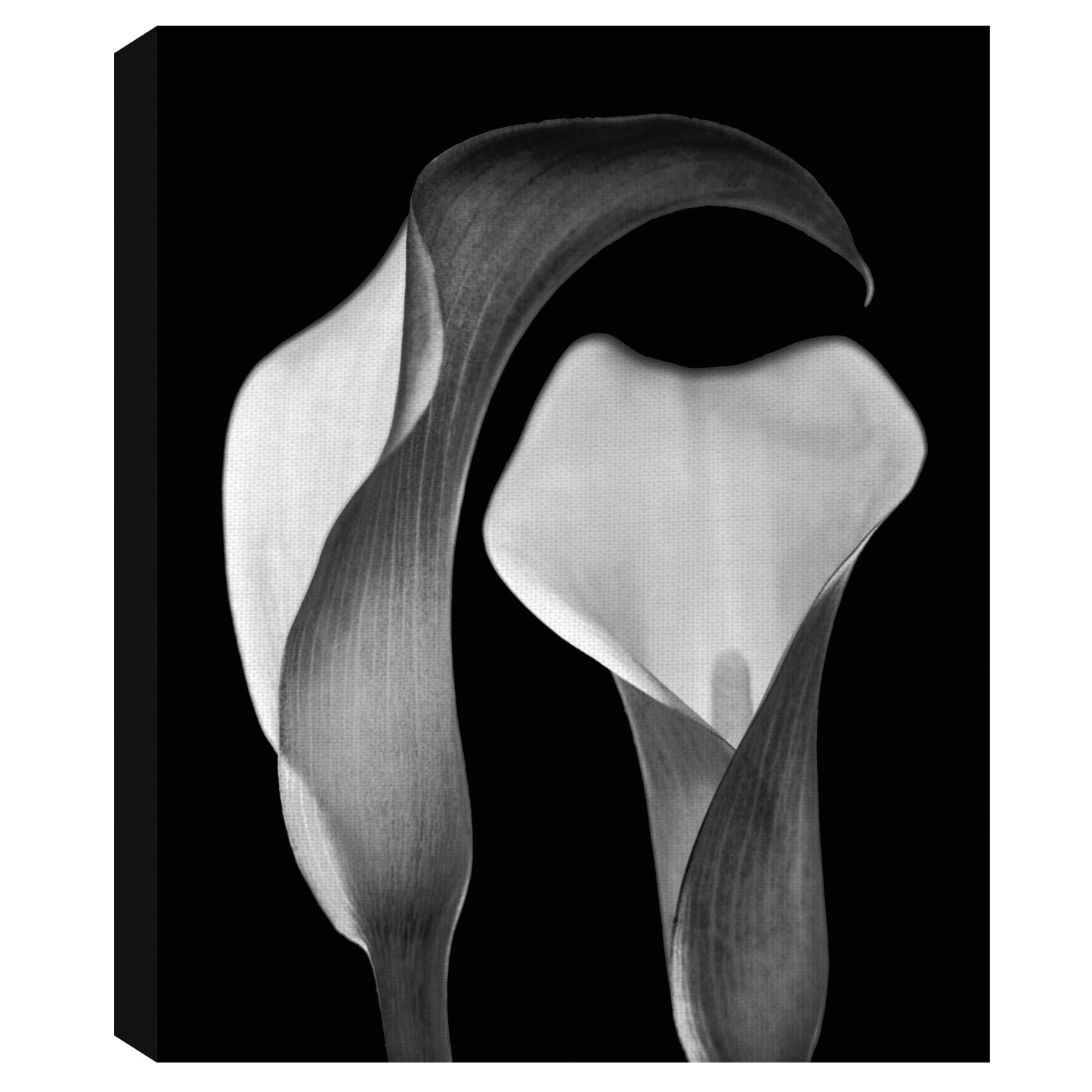Floral sin título I - Michael Faragher