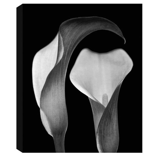 Floral sin título I - Michael Faragher