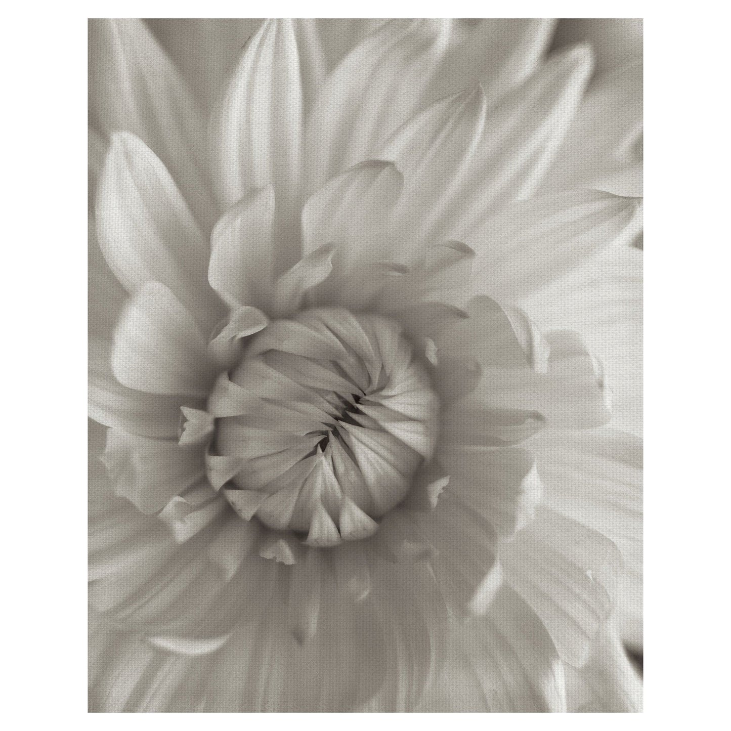 Florison III - Alan Blaustein