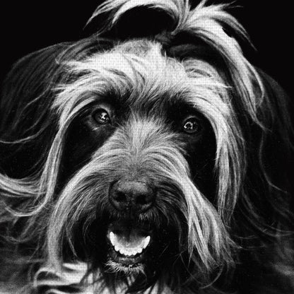 Margo con texto - Compawssion