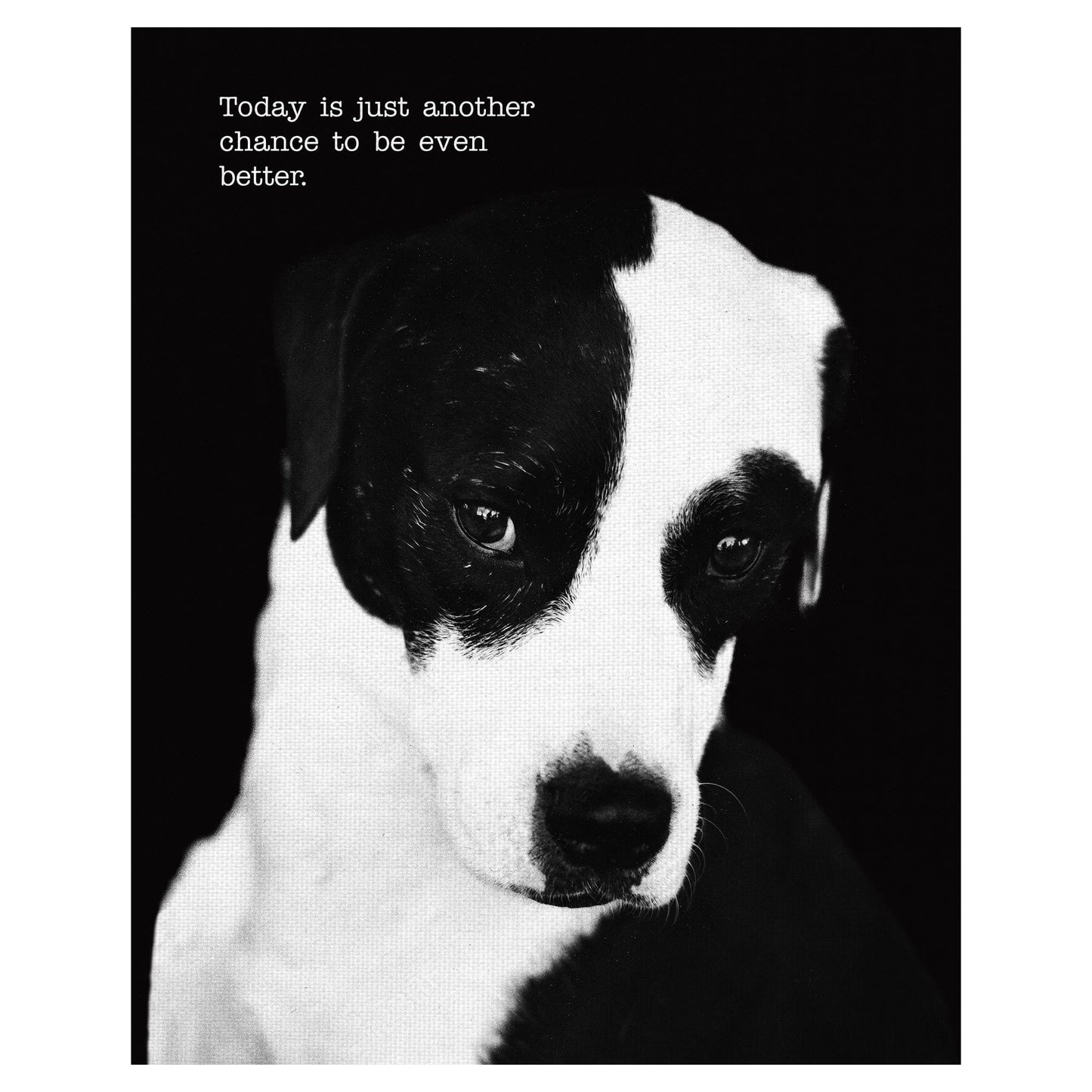 Petey con texto - Compawssion