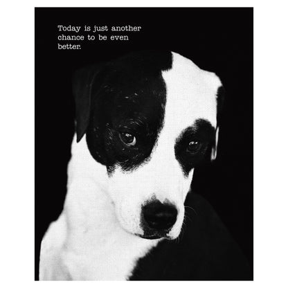 Petey con texto - Compawssion
