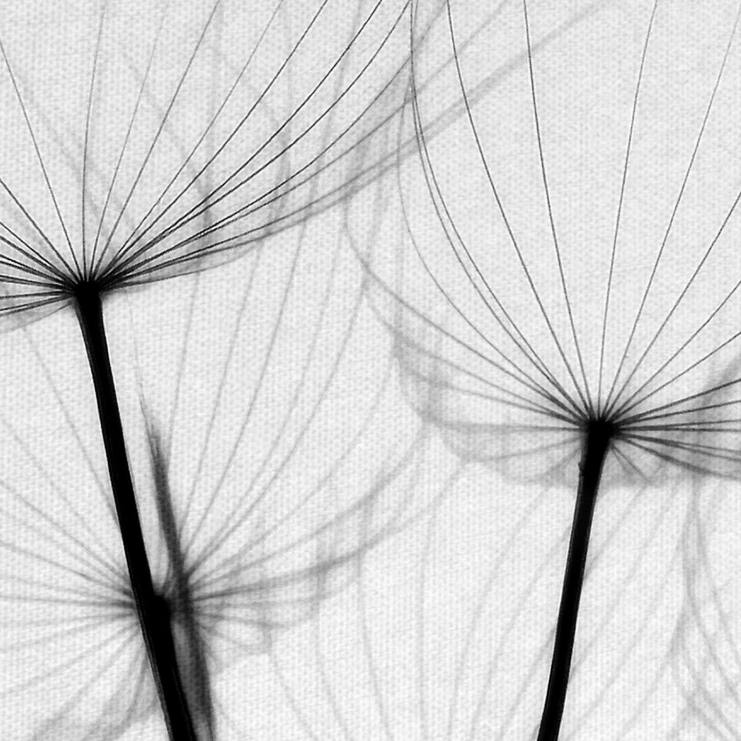 Susurros - Ilona Wellmann