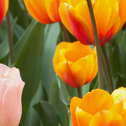 Tulipanes de dos tonos - Robin Constable Hanson