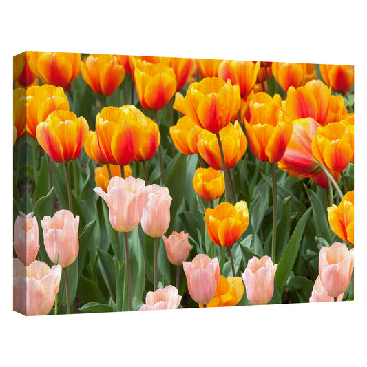 Tulipanes de dos tonos - Robin Constable Hanson