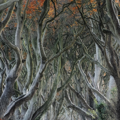 Torcido - Trevor Cole