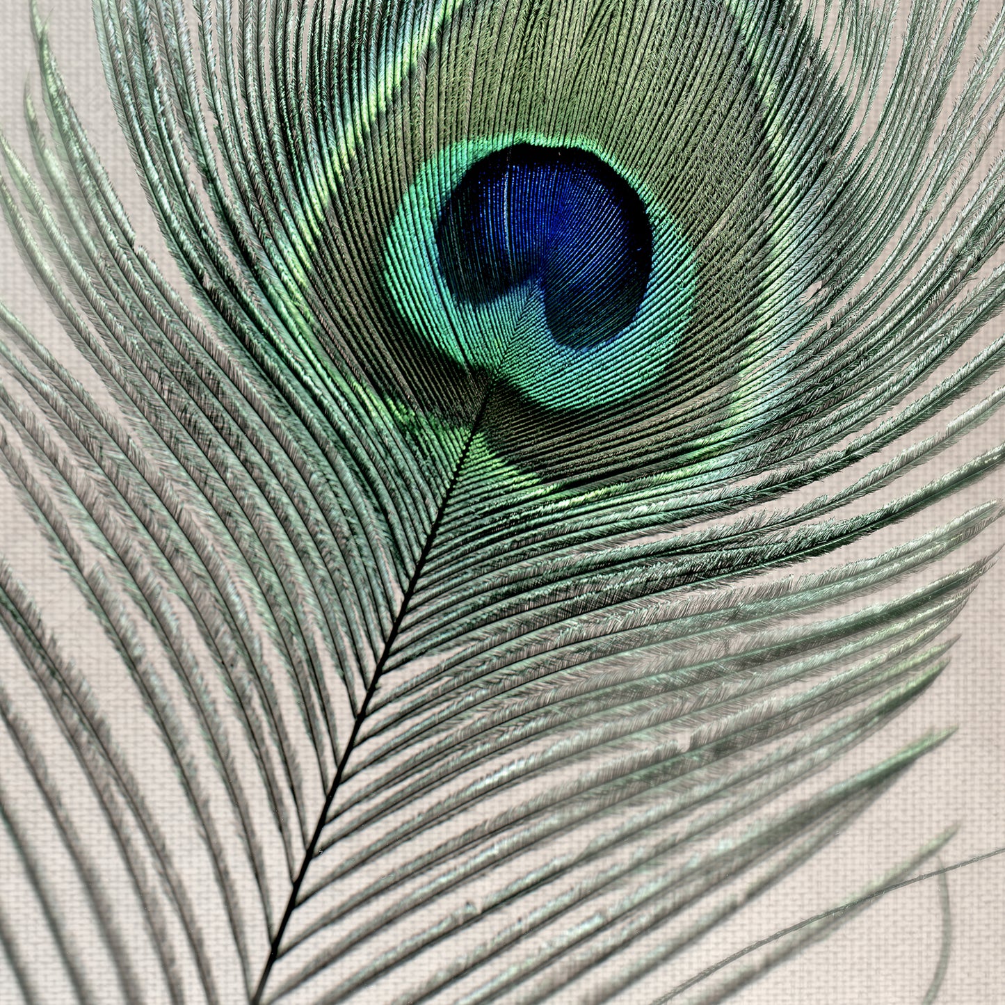 Plumas nu I - Alan Blaustein