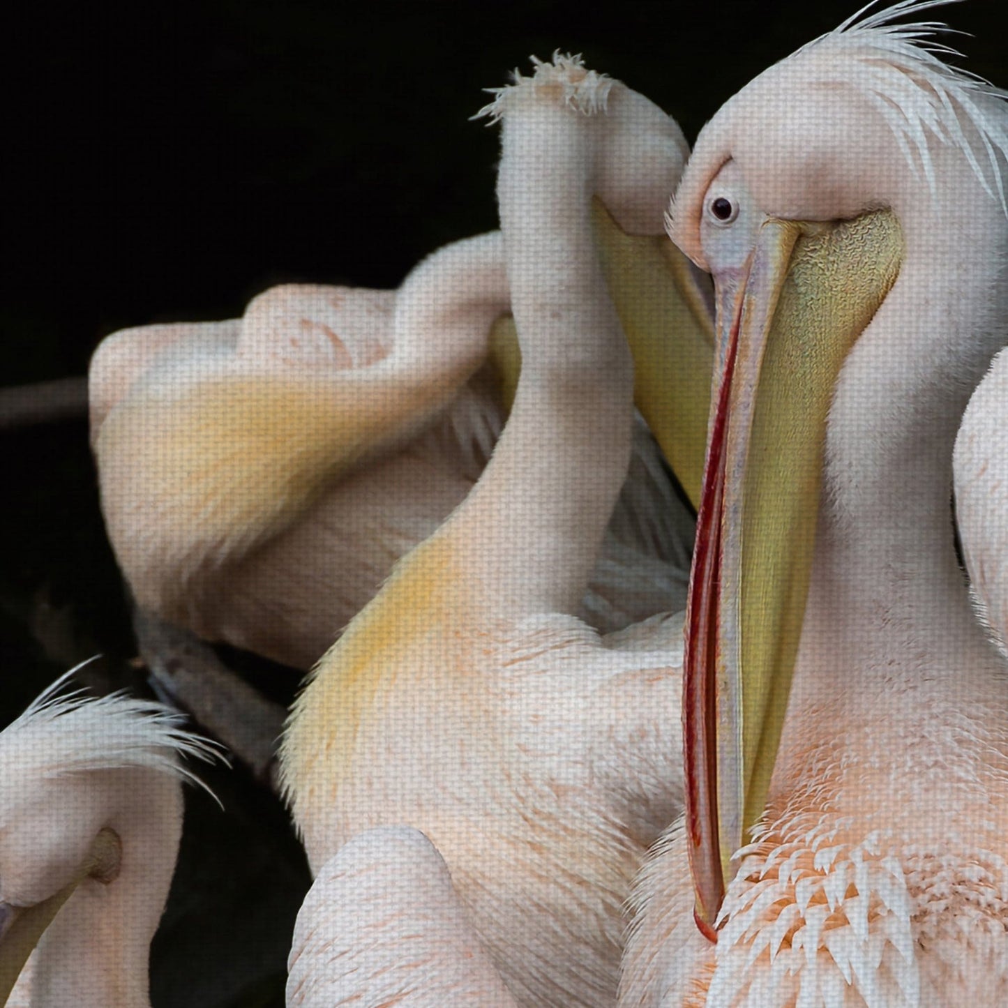Bandada de flamencos - Olivier Guillard