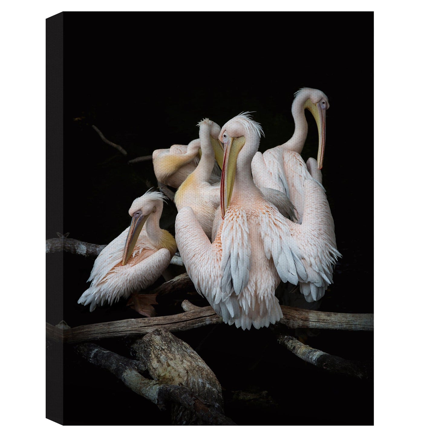 Bandada de flamencos - Olivier Guillard