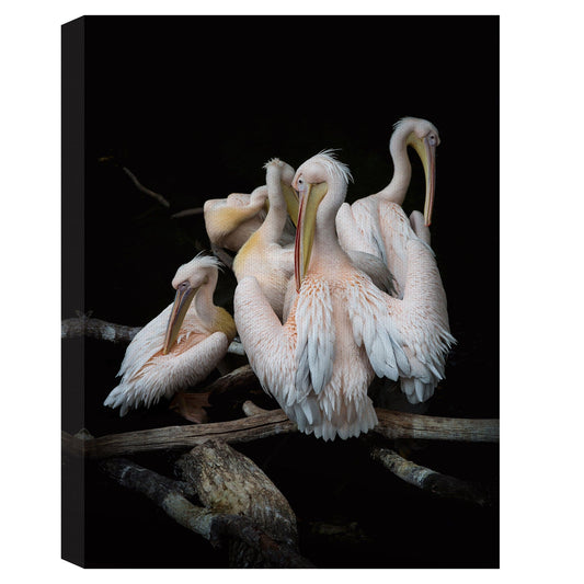 Bandada de flamencos - Olivier Guillard