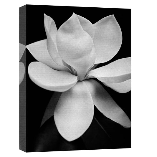 Magnolia I - Michael Harrison