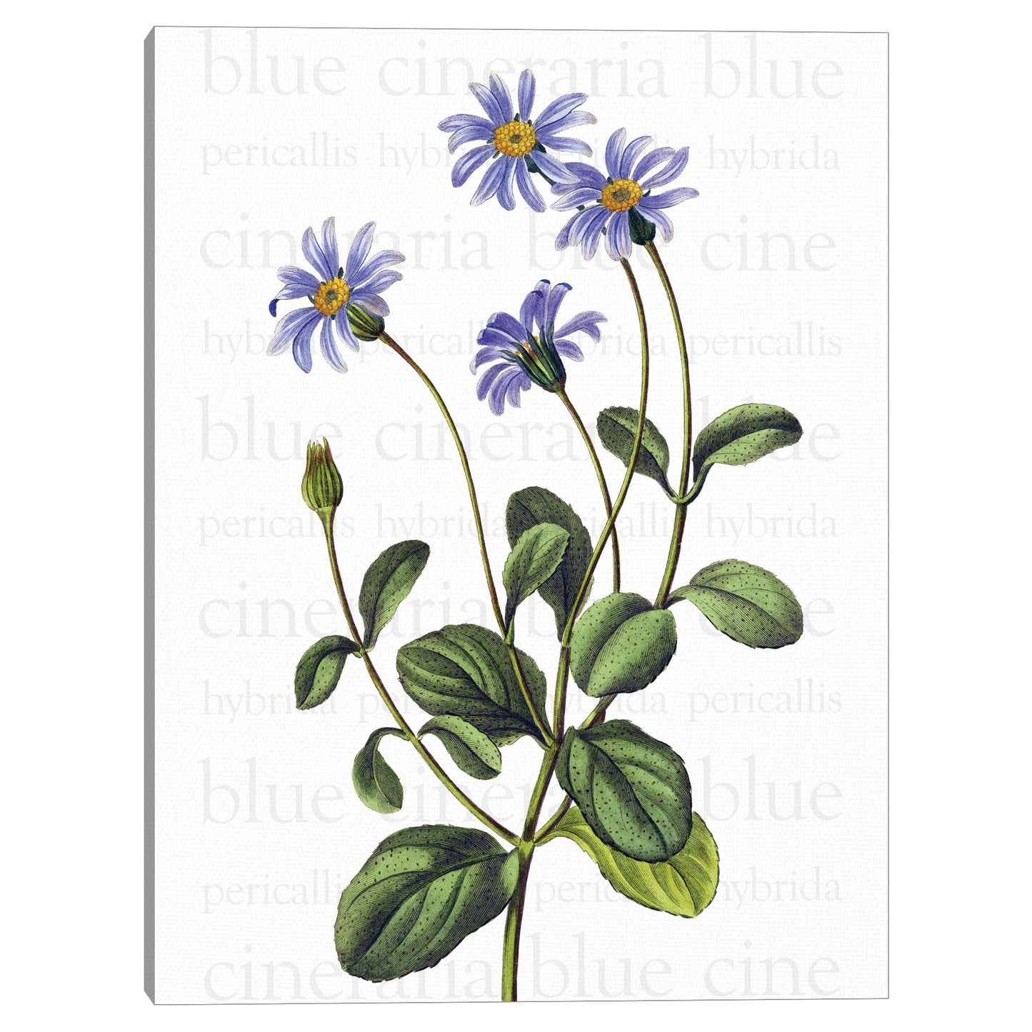 Texto de Blue Cineraria - Design Lab