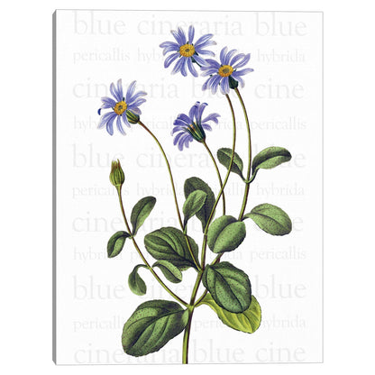 Texto de Blue Cineraria - Design Lab
