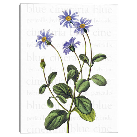 Texto de Blue Cineraria - Design Lab