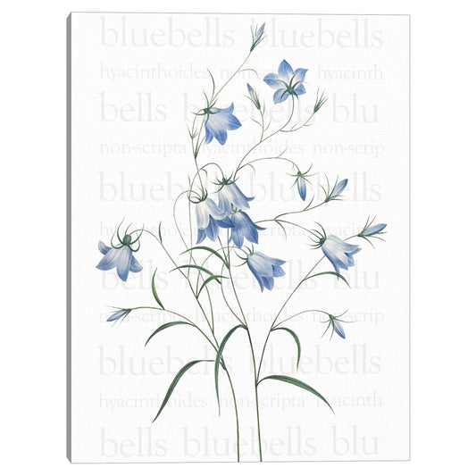 Texto de Bluebells - Design Lab