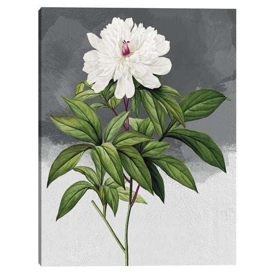 Gris peonia blanco - Design Lab