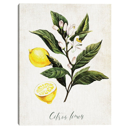 Limones - Belle Maison