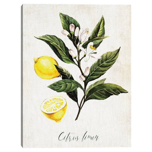 Limones - Belle Maison