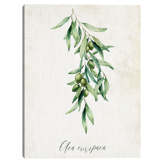 Aceitunas - Belle Maison