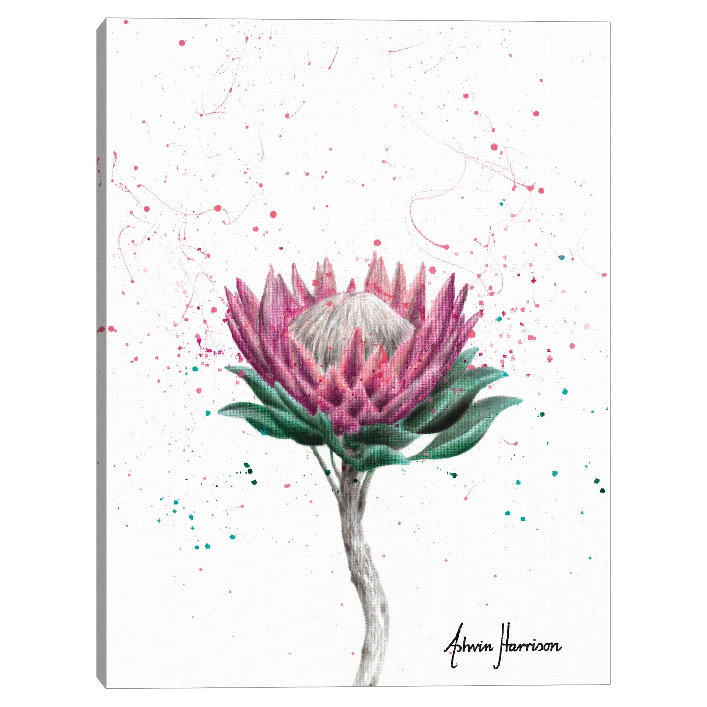 Flor de arbusto de azucar - Ashvin Harrison