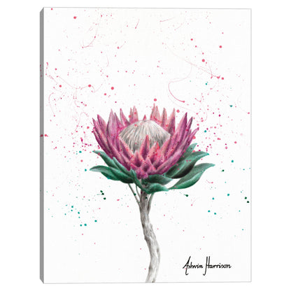 Flor de arbusto de azucar - Ashvin Harrison